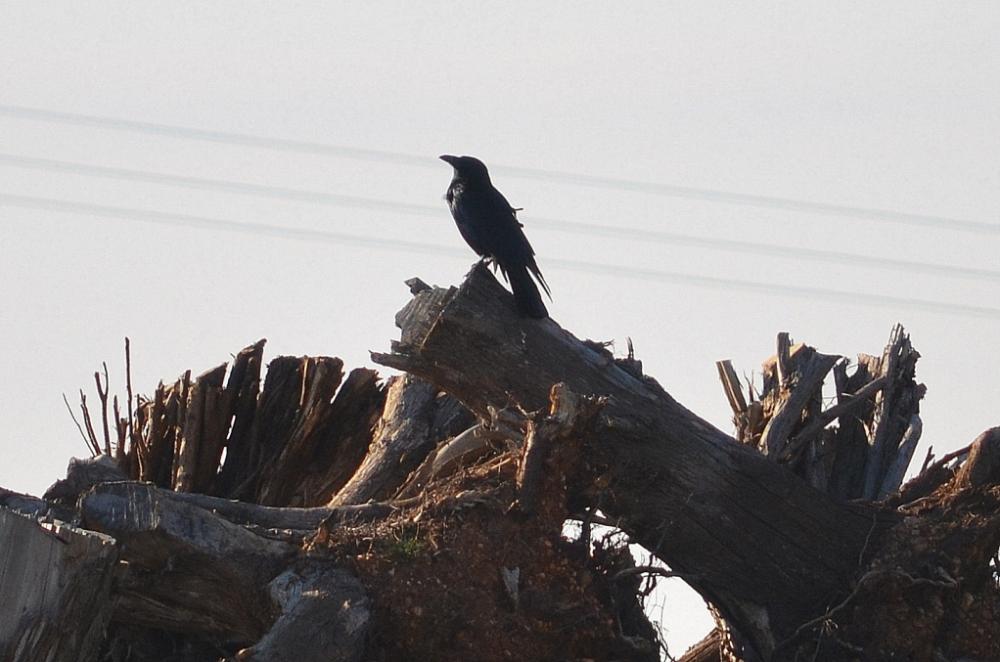 Corneille noire Corvus corone Linnaeus, 1758