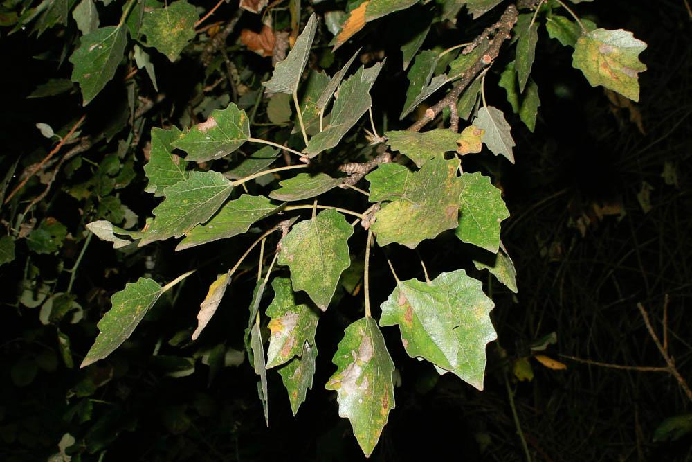 Peuplier blanc Populus alba L., 1753