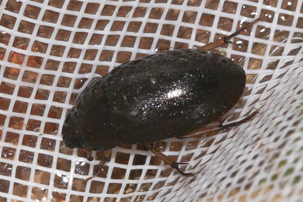  Hydrochara flavipes (Steven, 1808)