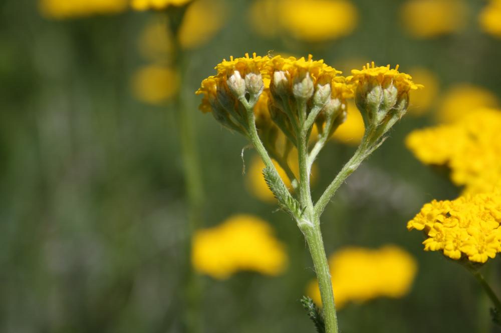 Achillée tomenteuse Achillea tomentosa L., 1753