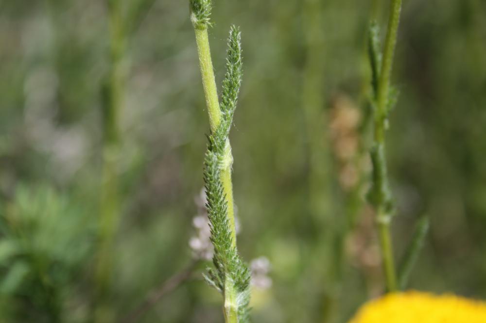Achillée tomenteuse Achillea tomentosa L., 1753