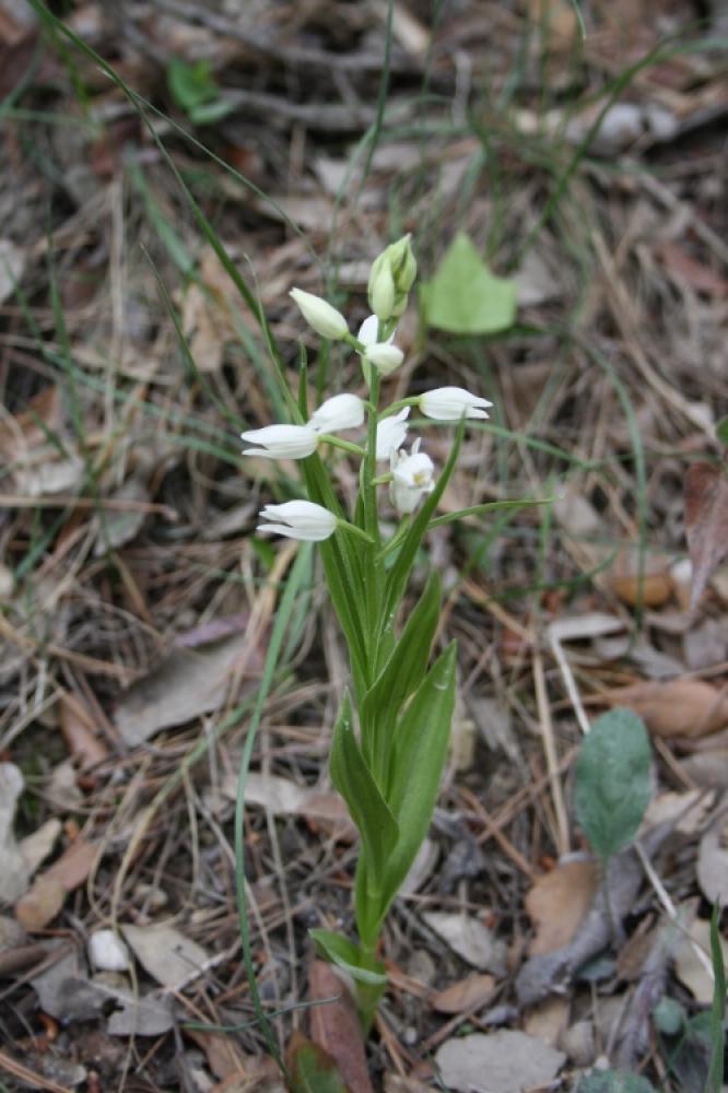 Céphalanthère à feuilles étroites, Céphalanthère à Cephalanthera longifolia (L.) Fritsch, 1888