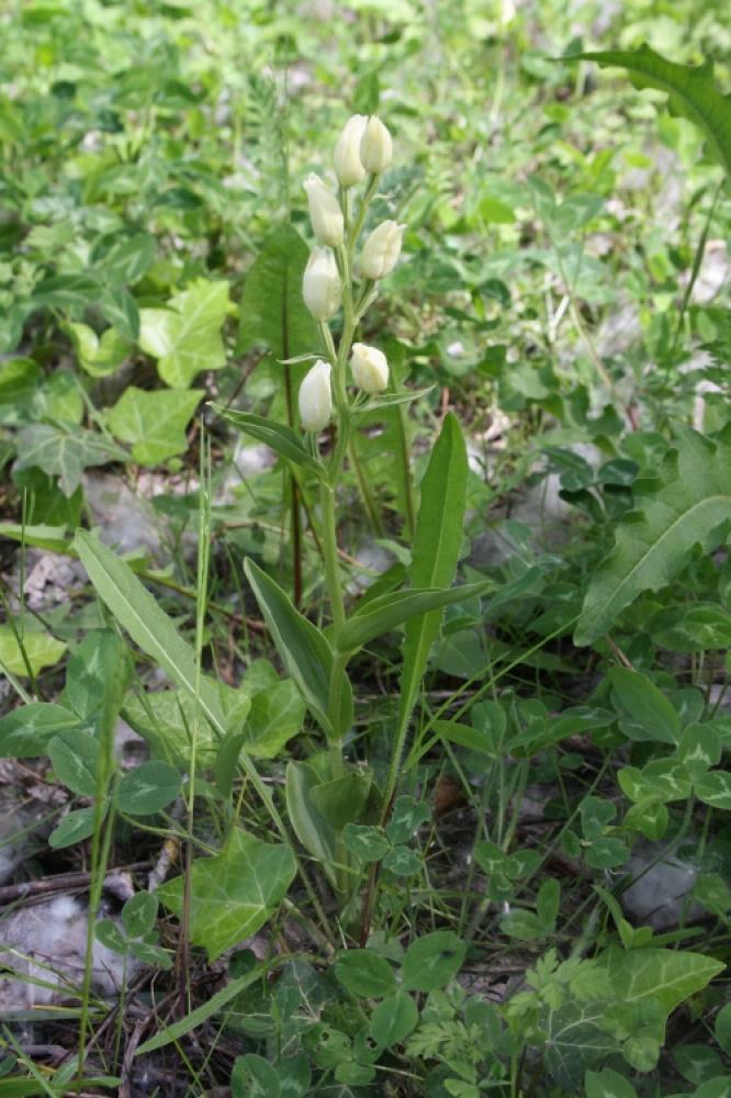 Céphalanthère à grandes fleurs, Helléborine blanch Cephalanthera damasonium (Mill.) Druce, 1906