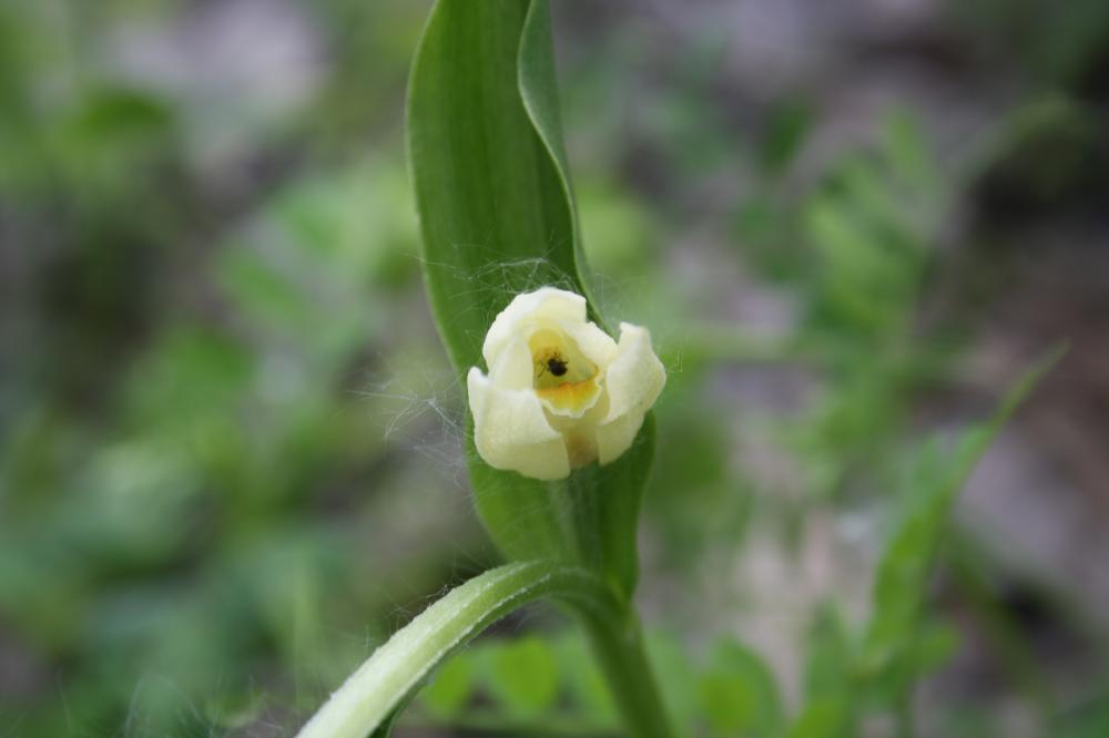 Céphalanthère à grandes fleurs, Helléborine blanch Cephalanthera damasonium (Mill.) Druce, 1906