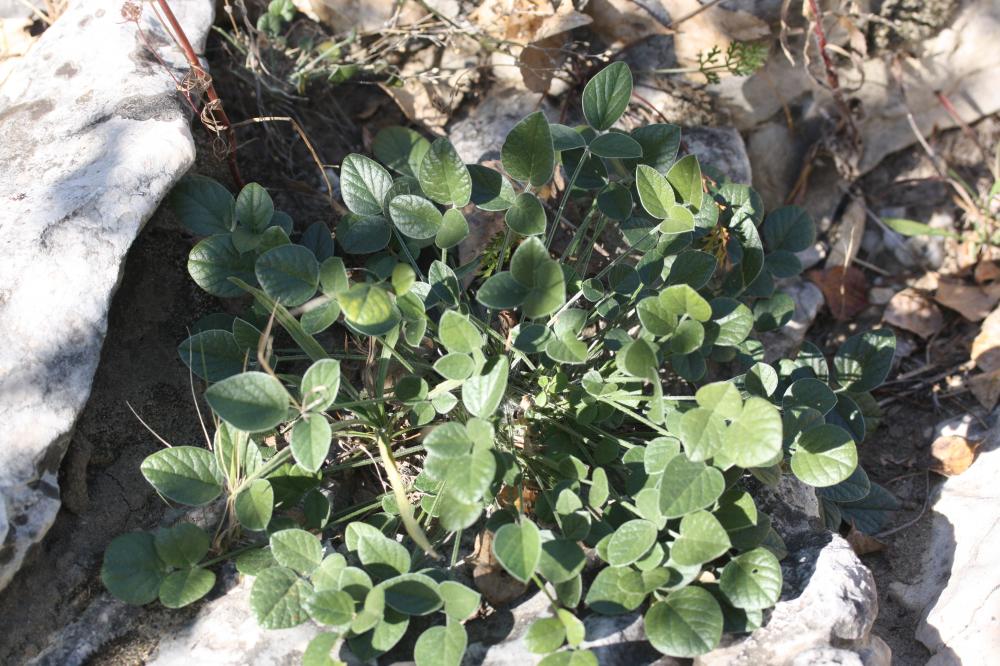 Trèfle bitumeux, Trèfle bitumineux Bituminaria bituminosa (L.) C.H.Stirt., 1981