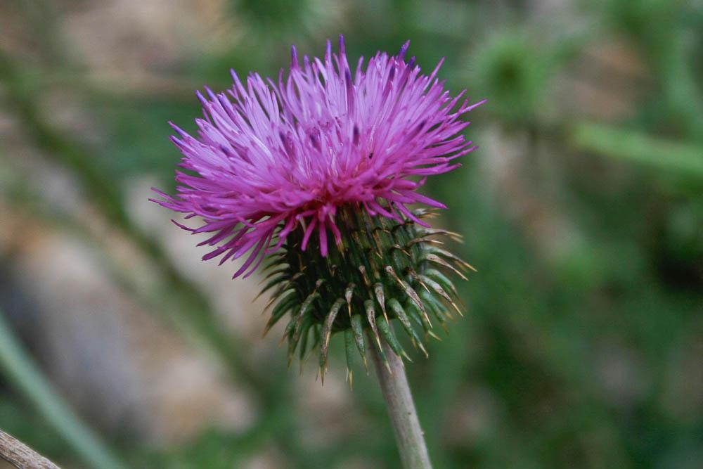 Chardon du Vivarais Carduus nigrescens subsp. vivariensis (Jord.) Bonnier & Layens, 1894