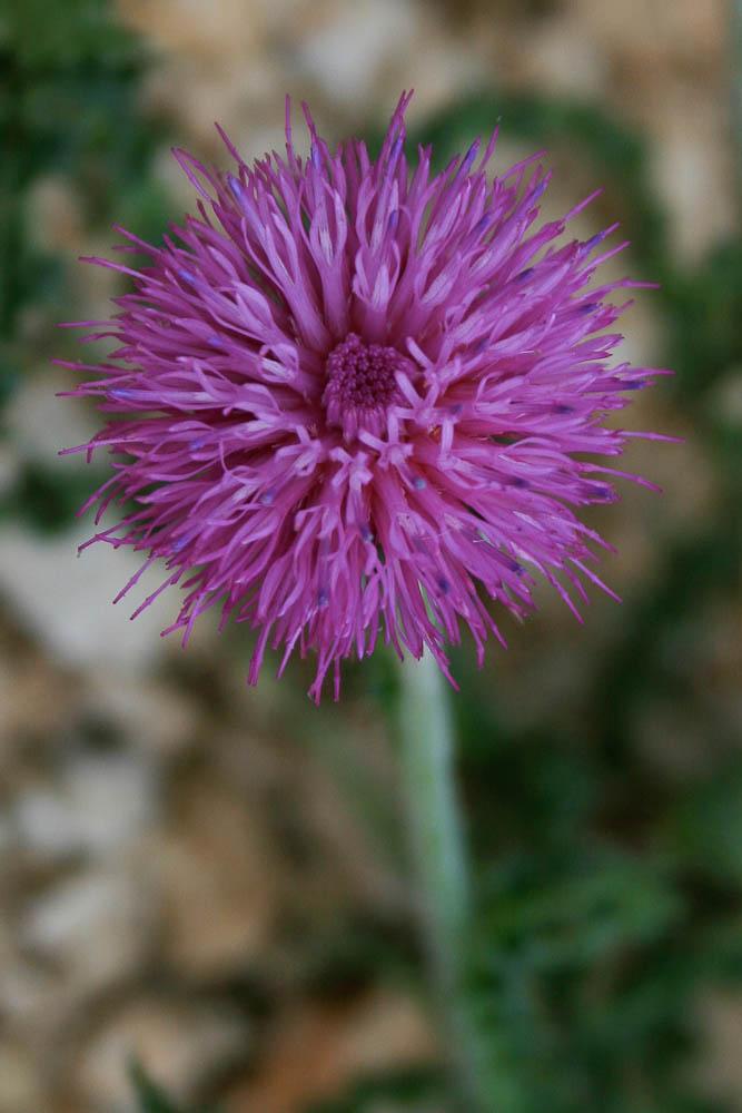 Chardon du Vivarais Carduus nigrescens subsp. vivariensis (Jord.) Bonnier & Layens, 1894