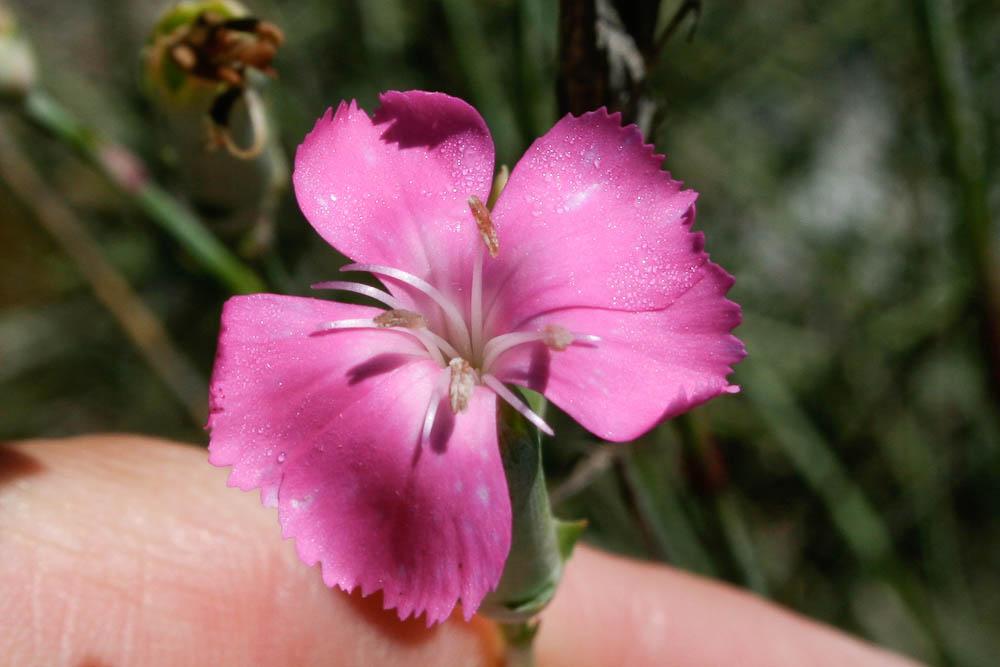 Oeillet giroflée Dianthus caryophyllus L., 1753