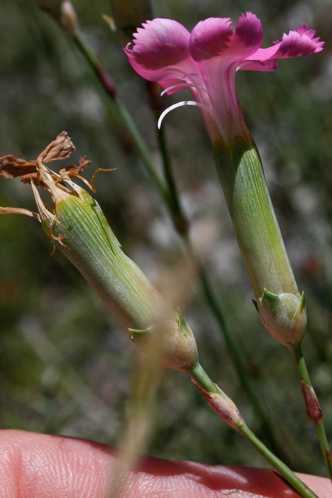Oeillet giroflée Dianthus caryophyllus L., 1753