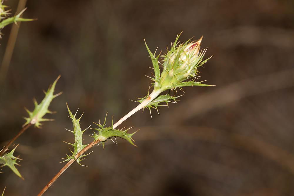 Carline commune, Chardon doré Carlina vulgaris L., 1753