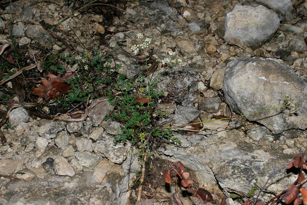 Boucage Tragium Pimpinella tragium Vill., 1779