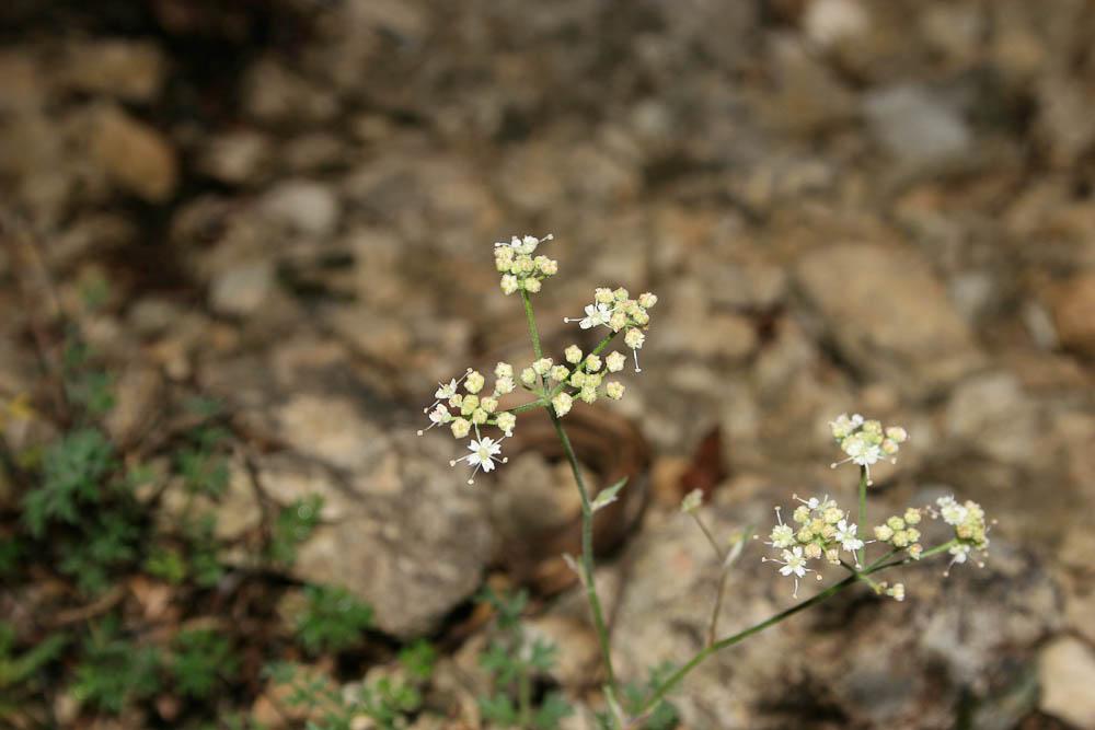 Boucage Tragium Pimpinella tragium Vill., 1779