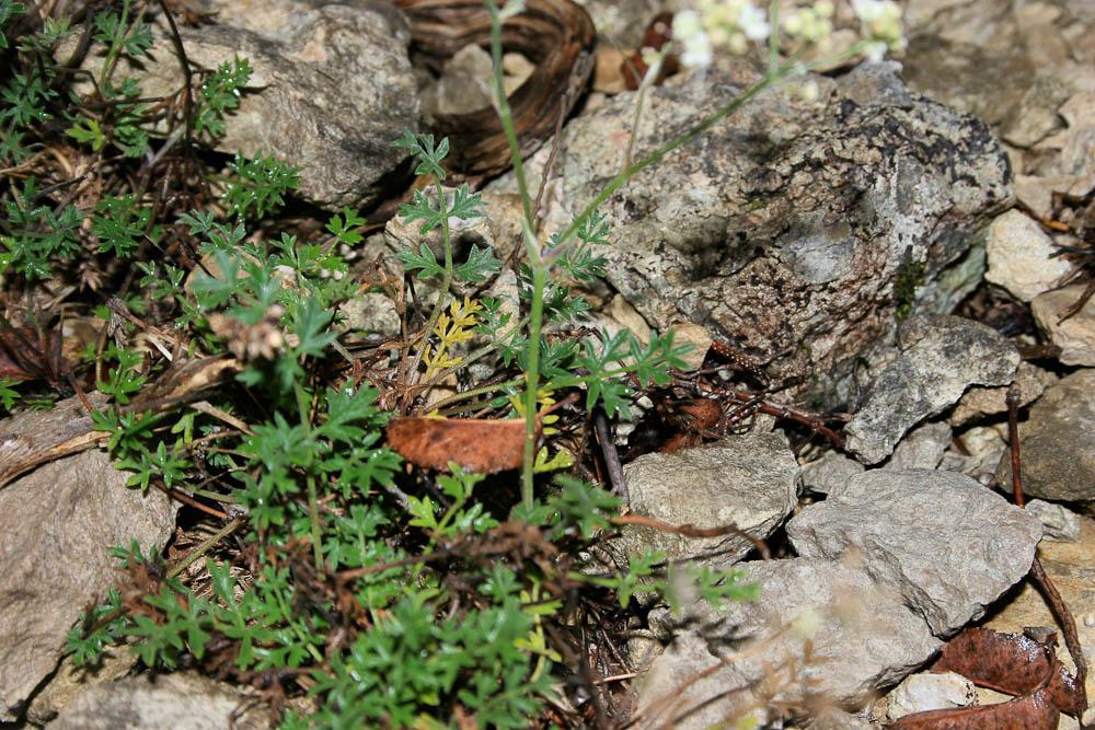 Boucage Tragium Pimpinella tragium Vill., 1779