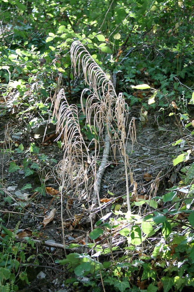 Arabette Tourette Pseudoturritis turrita (L.) Al-Shehbaz, 2005