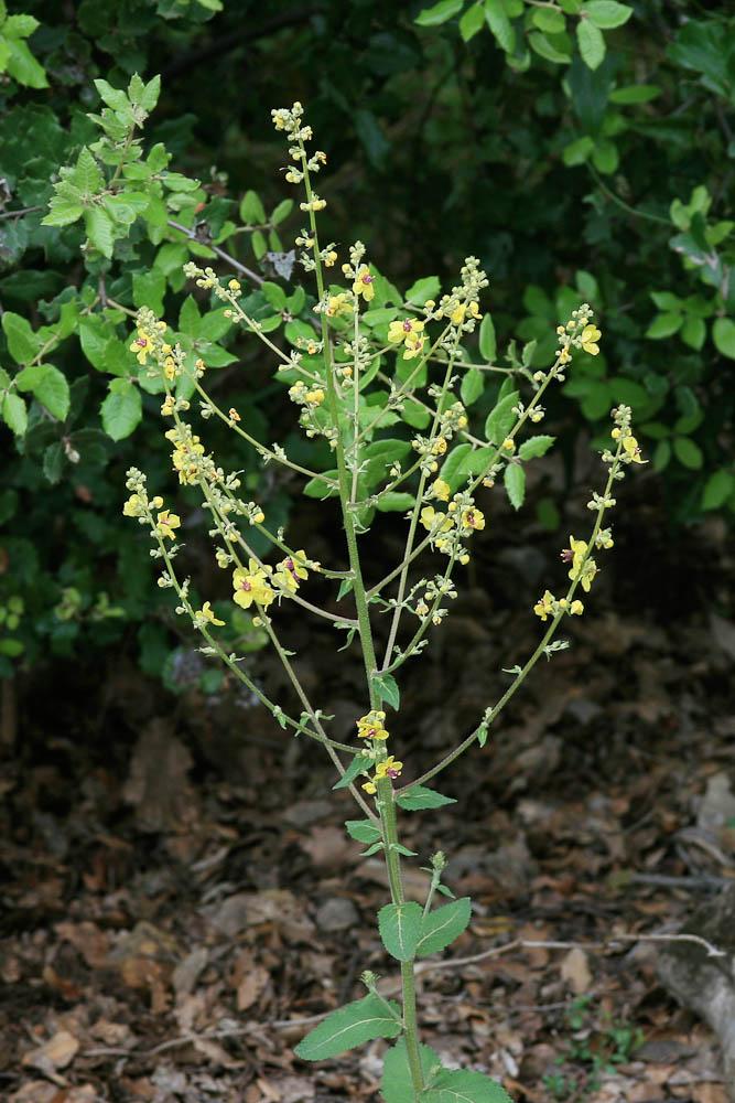 Molène de Chaix Verbascum chaixii Vill., 1779