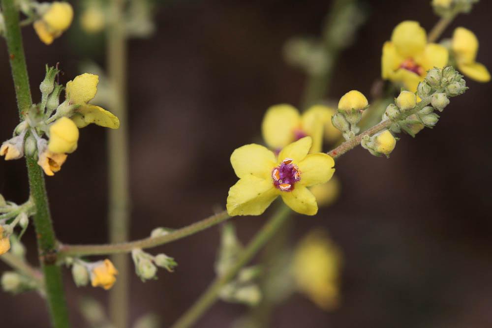 Molène de Chaix Verbascum chaixii Vill., 1779
