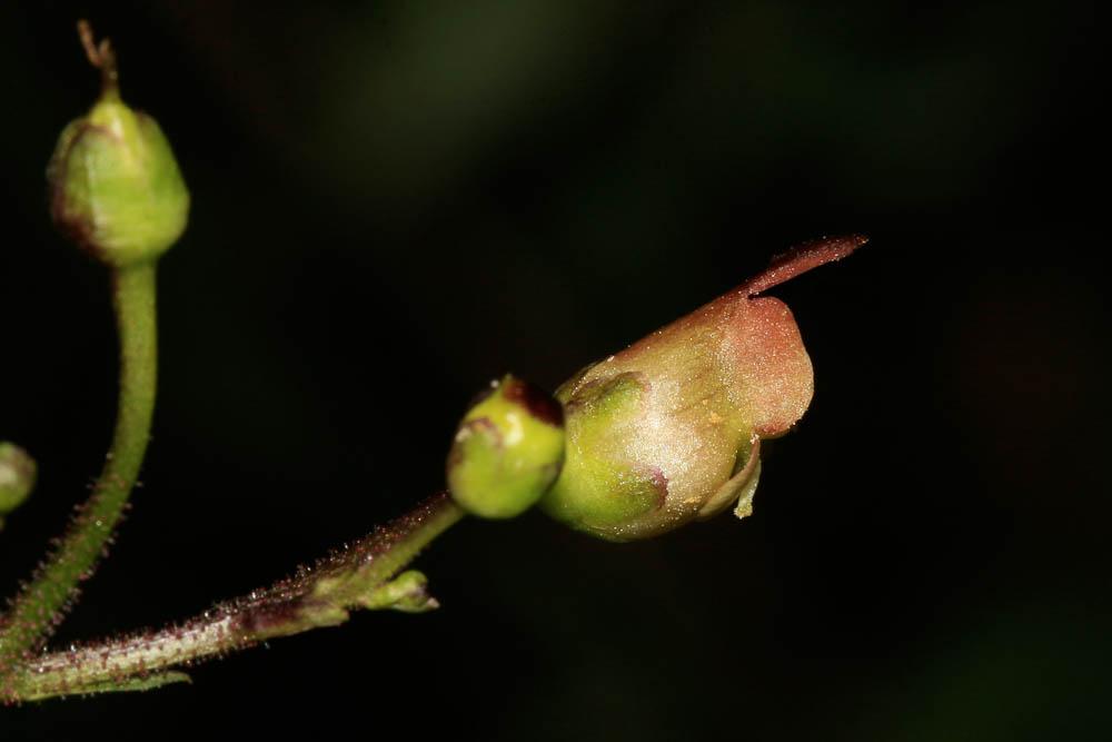 Scrophulaire noueuse Scrophularia nodosa L., 1753