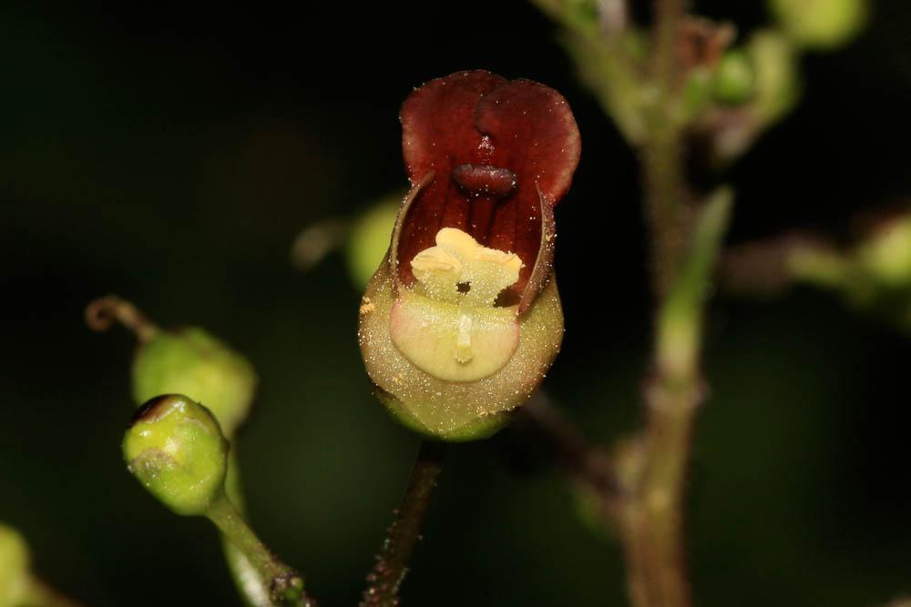 Scrophulaire noueuse Scrophularia nodosa L., 1753