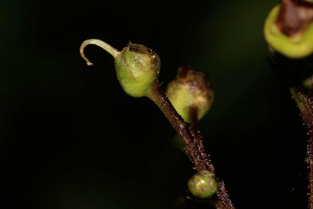 Scrophulaire noueuse Scrophularia nodosa L., 1753