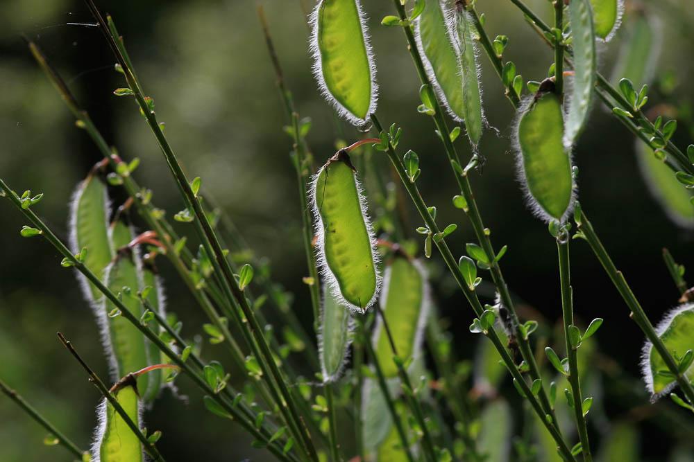 Genêt à balai, Juniesse Cytisus scoparius (L.) Link, 1822