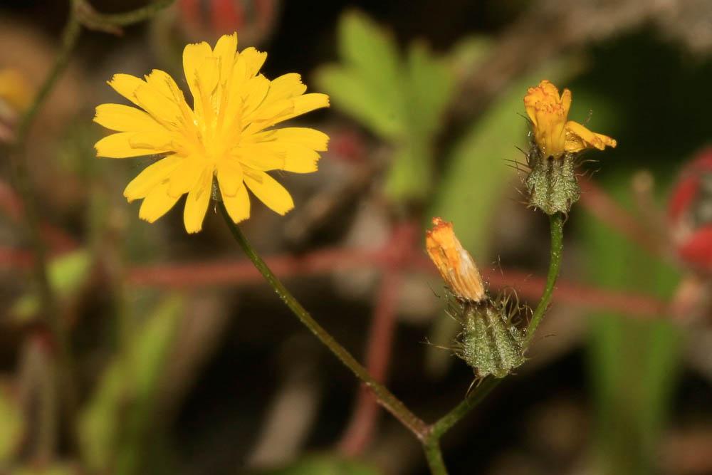 Crépis à petites fleurs Crepis micrantha Czerep., 1964