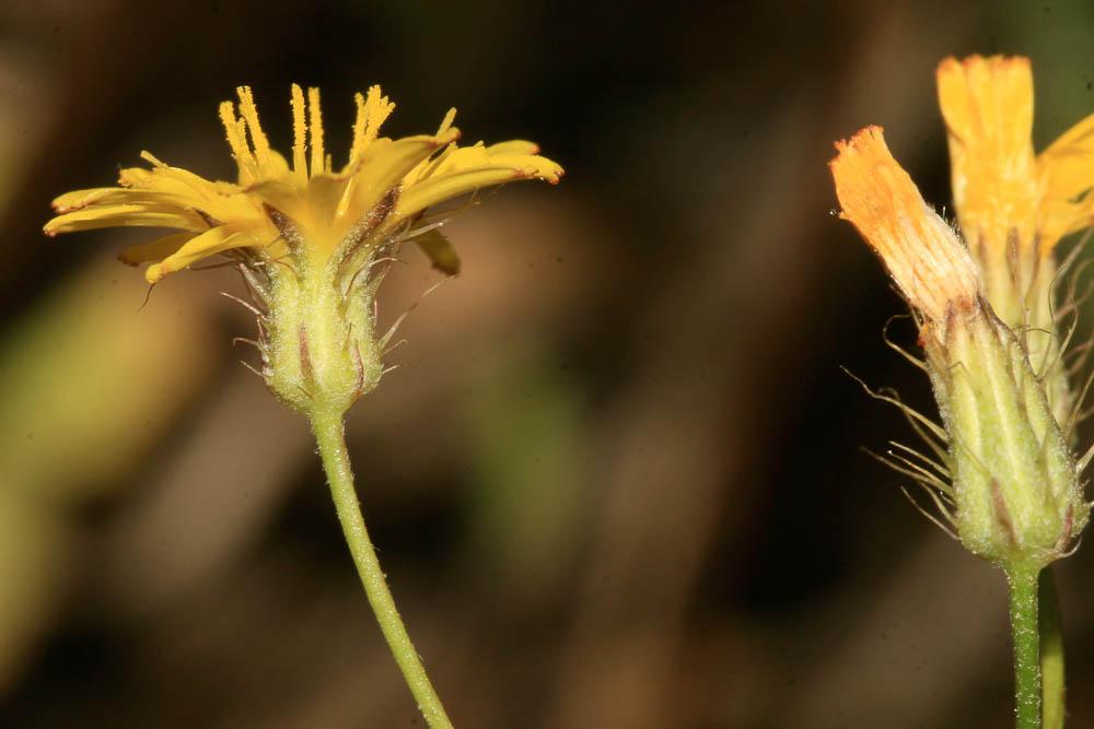 Crépis à petites fleurs Crepis micrantha Czerep., 1964