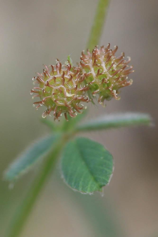 Luzerne de Gérard, Luzerne rigide Medicago rigidula (L.) All., 1785