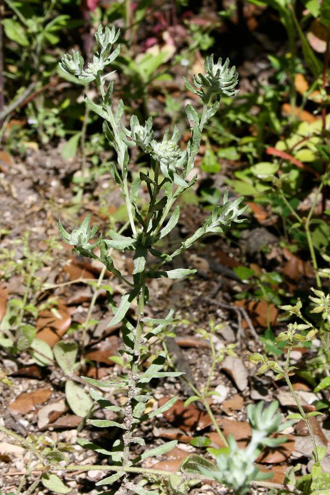 Cotonnière spatulée, Cotonnière à feuilles spatulé Filago pyramidata L., 1753