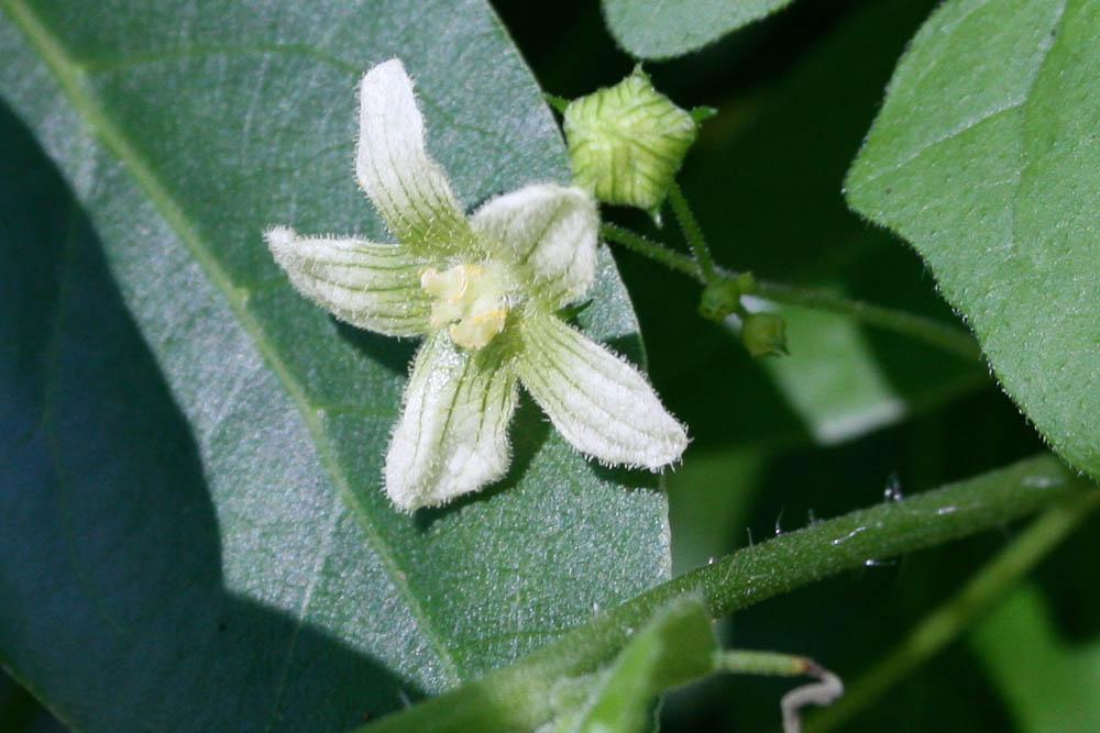 Racine-vierge Bryonia cretica subsp. dioica (Jacq.) Tutin, 1968