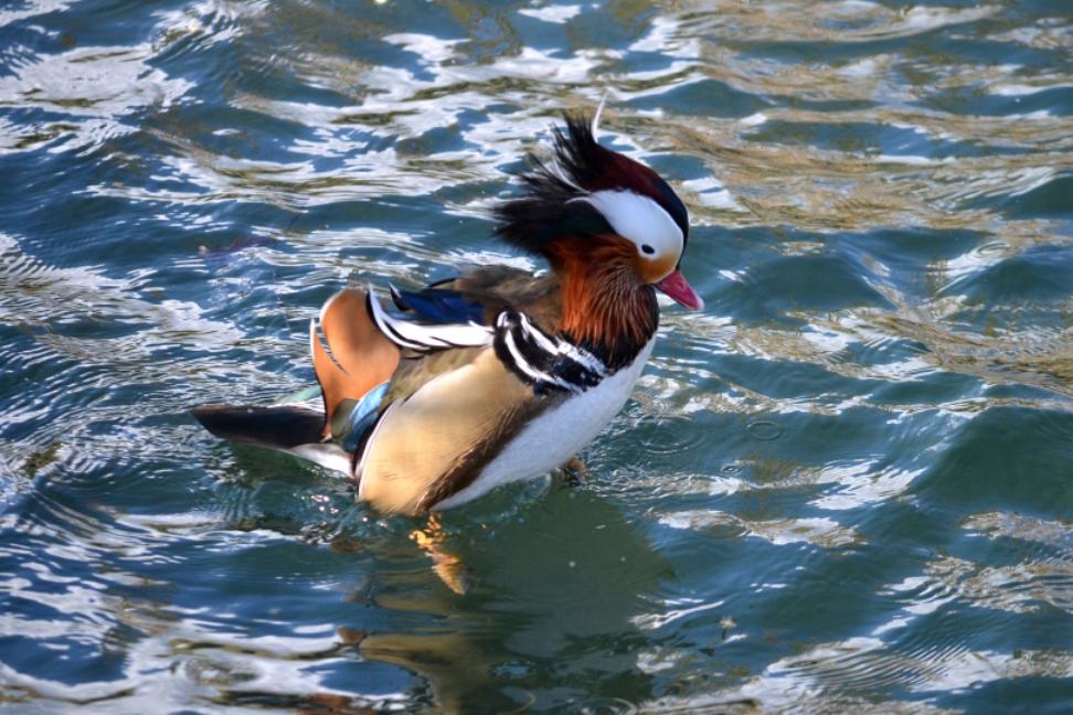 Canard mandarin Aix galericulata (Linnaeus, 1758)