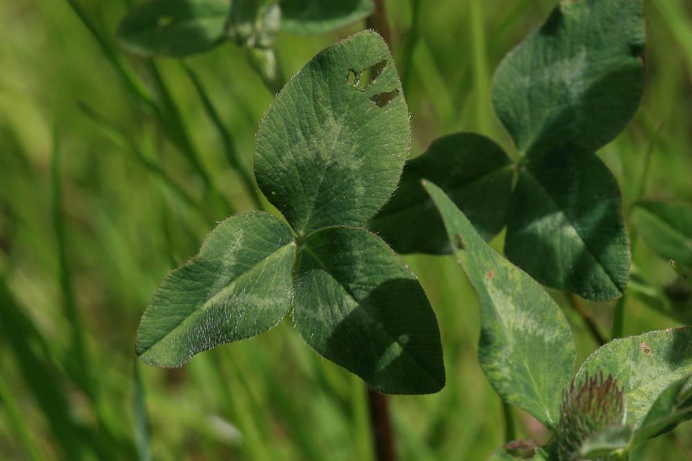 Trèfle des prés, Trèfle violet Trifolium pratense L., 1753