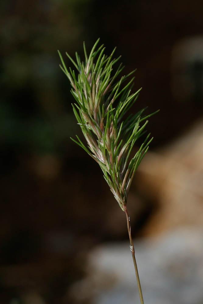 Pâturin bulbeux Poa bulbosa L., 1753