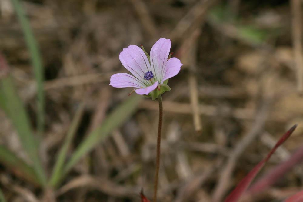 Géranium des colombes, Pied de pigeon Geranium columbinum L., 1753