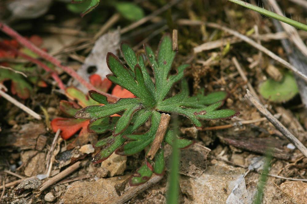 Géranium des colombes, Pied de pigeon Geranium columbinum L., 1753