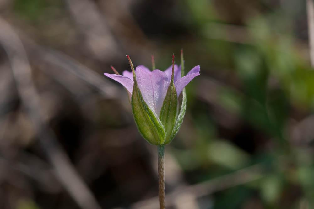 Géranium des colombes, Pied de pigeon Geranium columbinum L., 1753