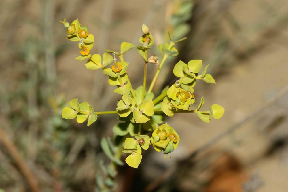Euphorbe de Séguier Euphorbia seguieriana Neck., 1770