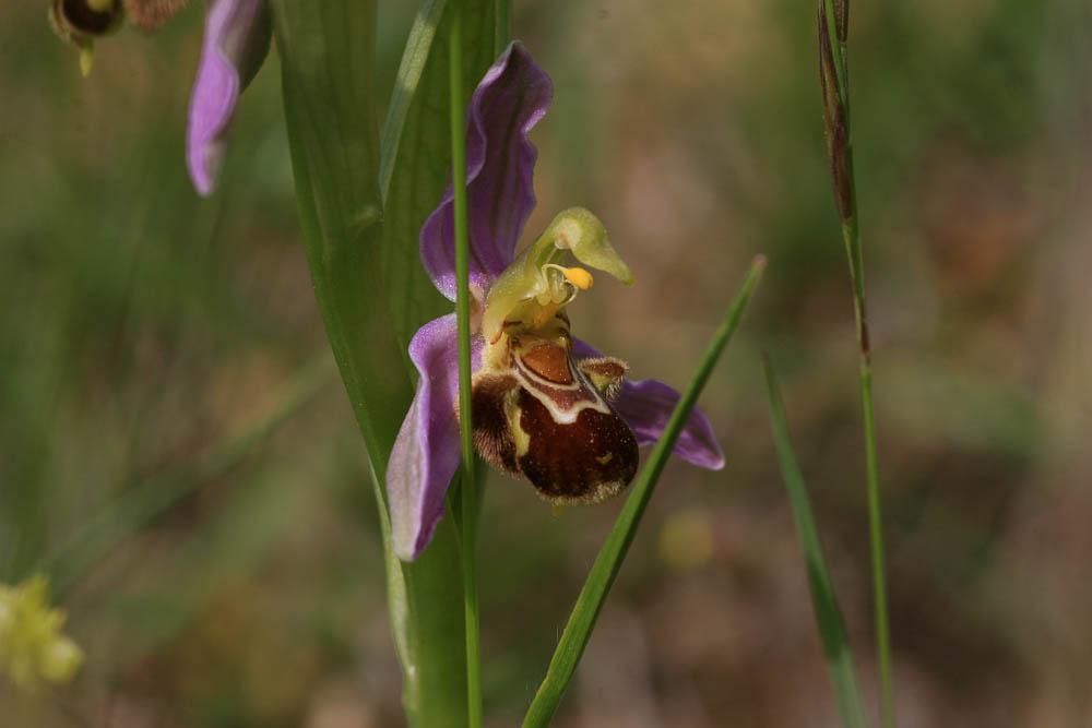 Ophrys abeille Ophrys apifera Huds., 1762