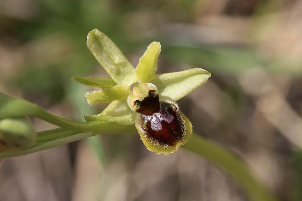 Ophrys verdissant Ophrys virescens Philippe, 1859