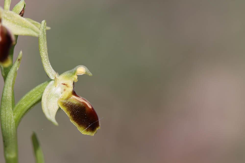 Ophrys verdissant Ophrys virescens Philippe, 1859