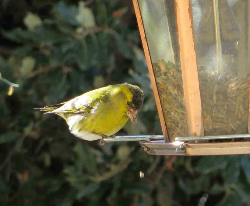 Tarin des aulnes Carduelis spinus (Linnaeus, 1758)