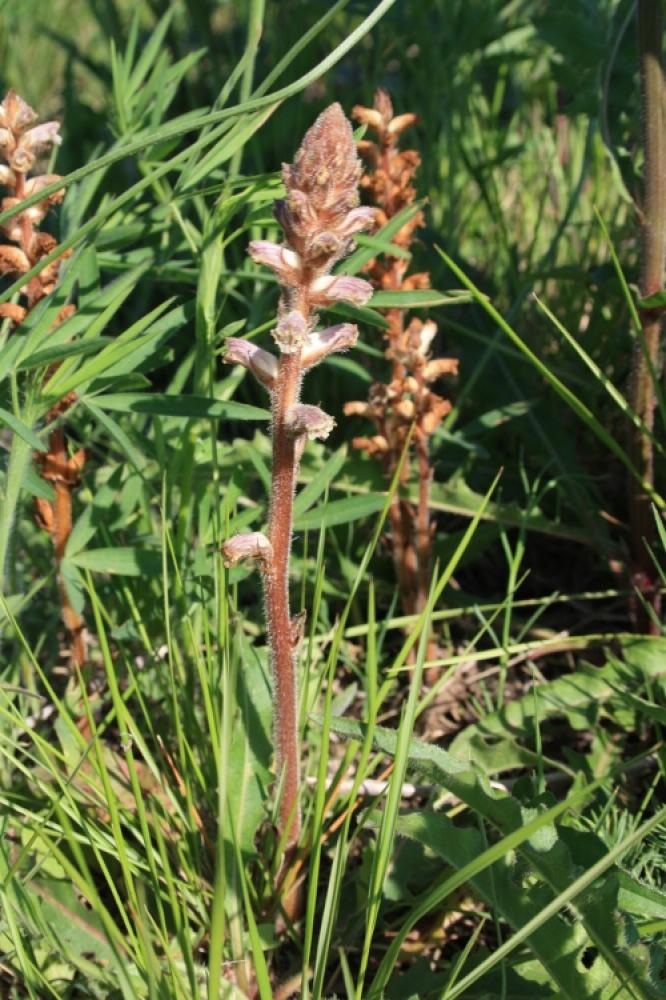 Orobanche du trèfle, Petite Orobanche Orobanche minor Sm., 1797