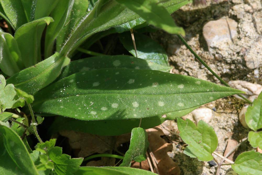 Pulmonaire à feuilles longues Pulmonaria longifolia (Bastard) Boreau, 1857