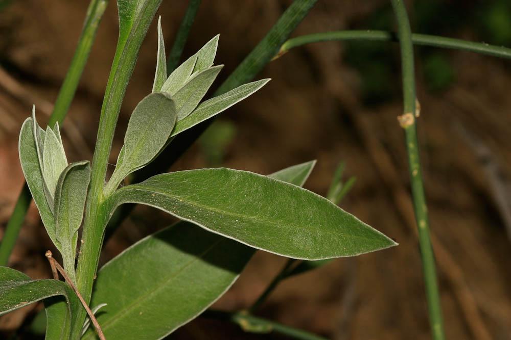 Centaurée Cyanus semidecurrens (Jord.) Holub, 1973