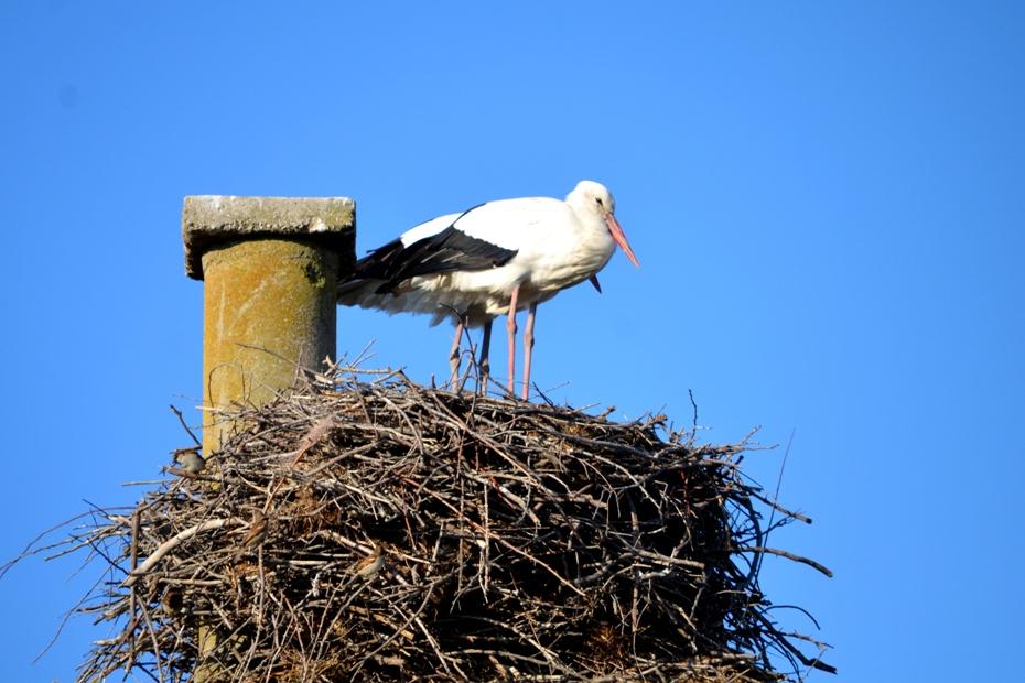 Cigogne blanche Ciconia ciconia (Linnaeus, 1758)