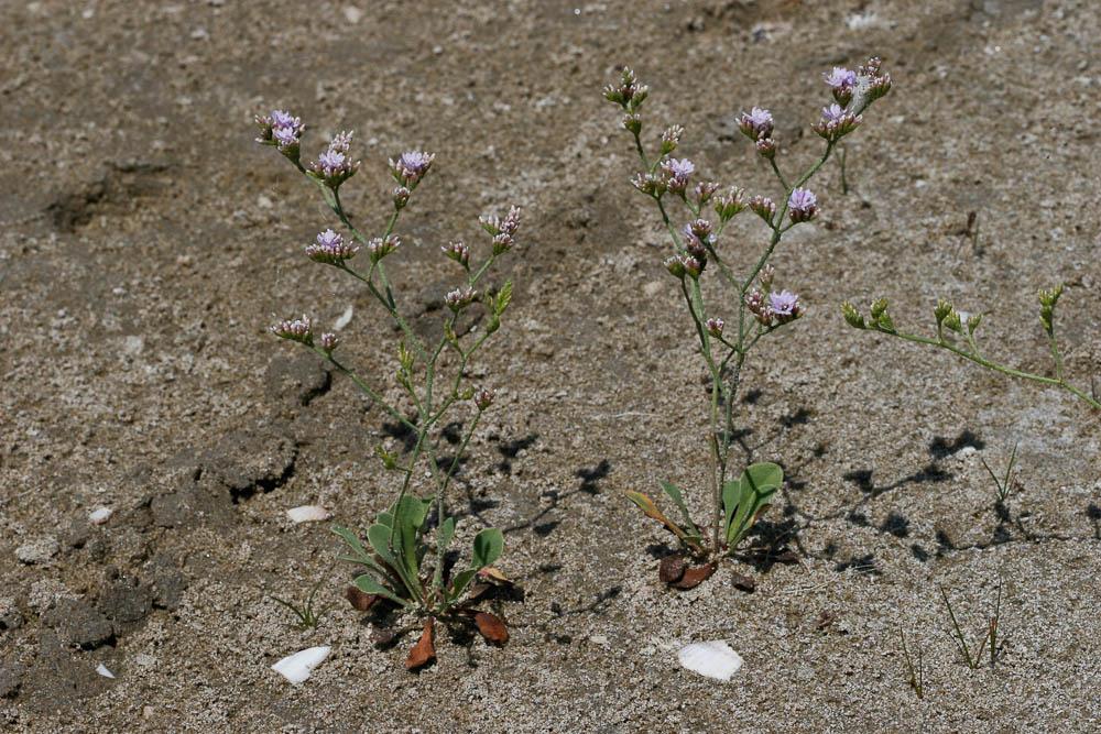 Statice de Girard, Saladelle de Girard Limonium girardianum (Guss.) Fourr., 1869