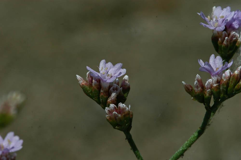 Statice de Girard, Saladelle de Girard Limonium girardianum (Guss.) Fourr., 1869
