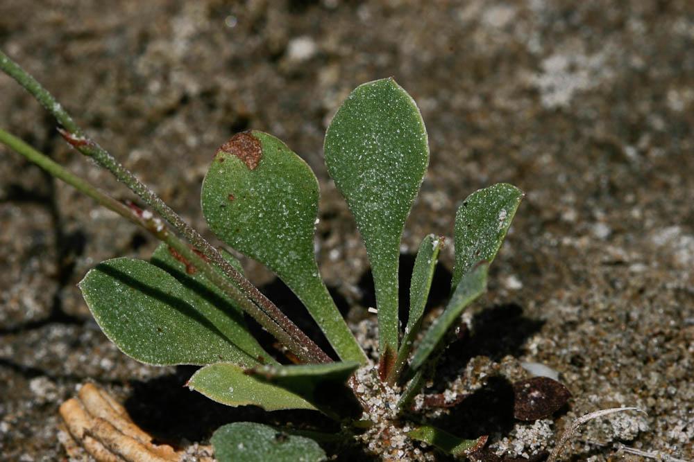 Statice de Girard, Saladelle de Girard Limonium girardianum (Guss.) Fourr., 1869