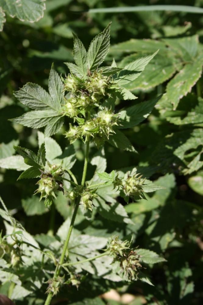 Humulus japonicus Siebold & Zucc., 1846