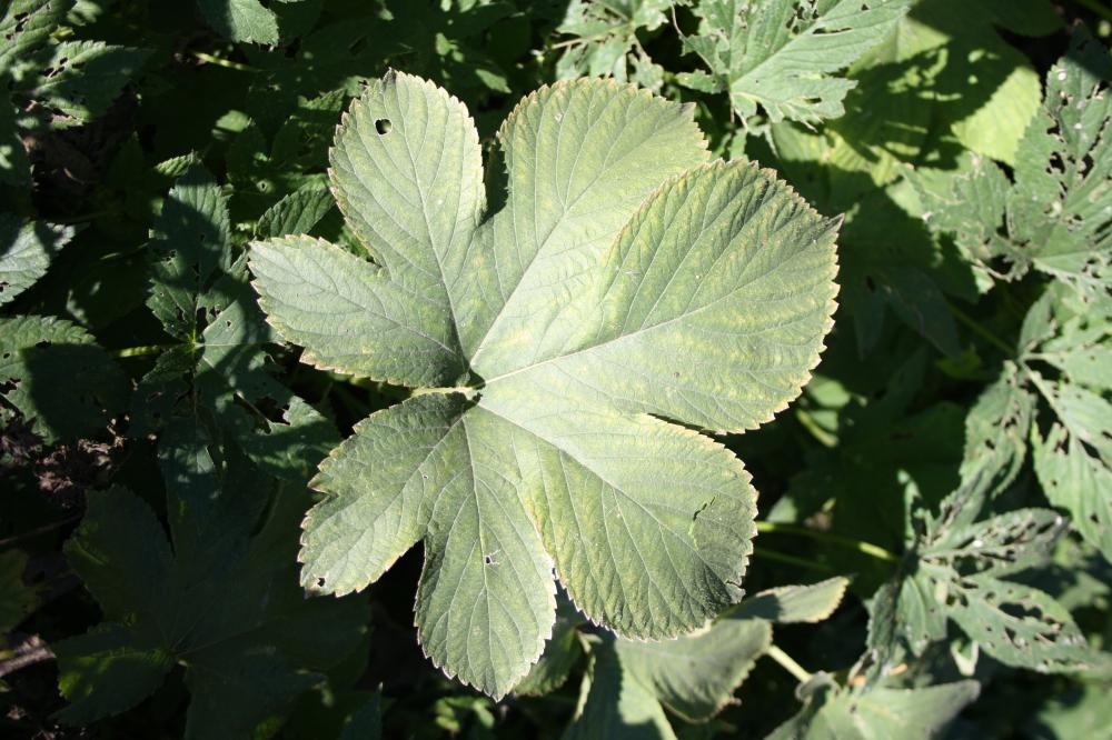 Humulus japonicus Siebold & Zucc., 1846