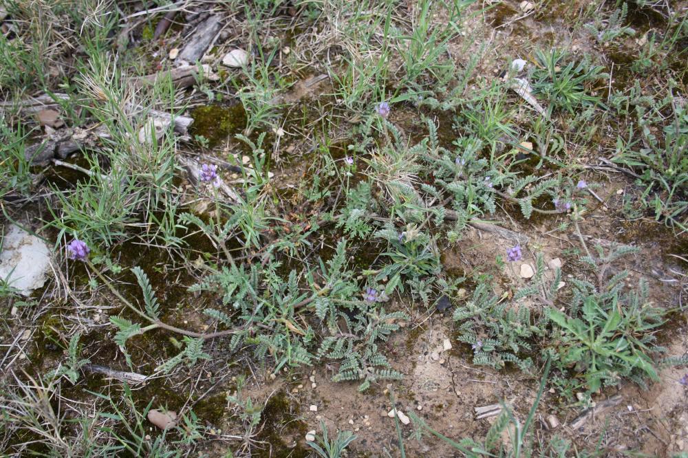 Astragale étoilé, Astragale en étoile Astragalus stella Gouan, 1773